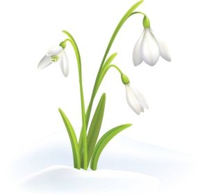 Picture: /imgresize/w288/files/clubs/cheltenham-flower-club/snowdrops.jpg