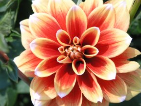 Picture: /imgresize/w288/files/clubs/cowbridge/dahlia.jpg